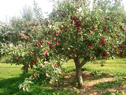 Apple Orchard - Apple Month